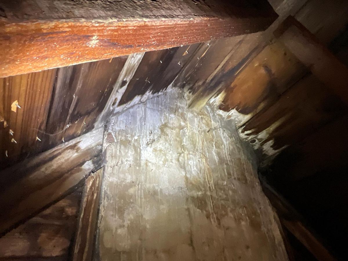 Dark fungal staining across attic roof sheathing and rafters, photographed with a work light